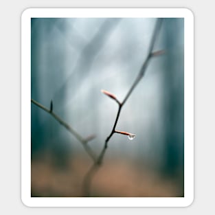 Raindrop on a twig in the forest Sticker